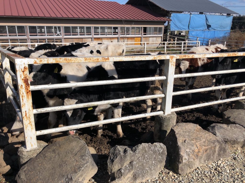 桃井牧場の牛